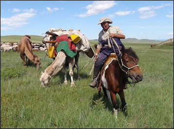 20120511-horse Mongolian_horse_14.jpg